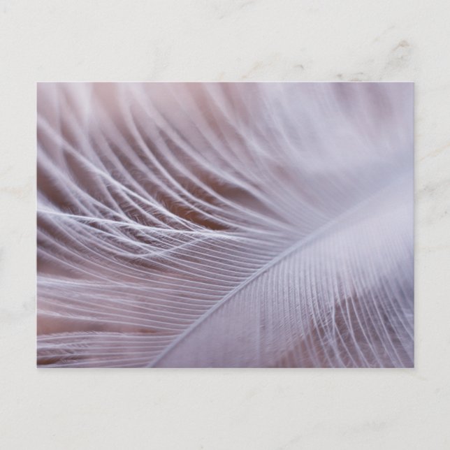 Carte Postale Photographie macro en plumes blanches douces (Devant)
