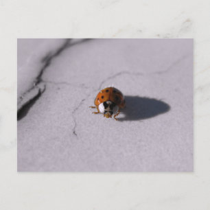 Carte Postale Photographie Macro Numérique de Coléoptères Coccin