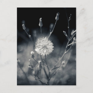 Carte Postale Photographie noir et blanc de Dandelion