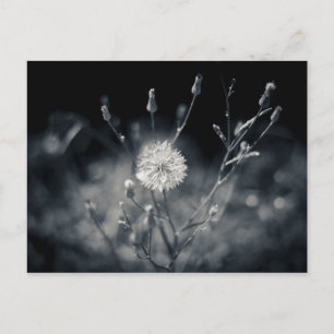 Carte Postale Photographie noir et blanc de Dandelion