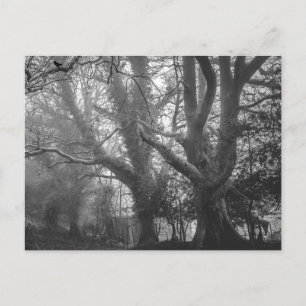 Carte Postale Photographie noir et blanc de la forêt éffrayante