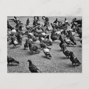 Carte Postale Photographie noir et blanc de nombreux pigeons