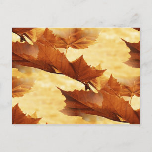 Carte Postale Photographie Peinte de Feuilles d'Érable Dorées