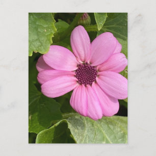 Carte Postale Photographie rose florale