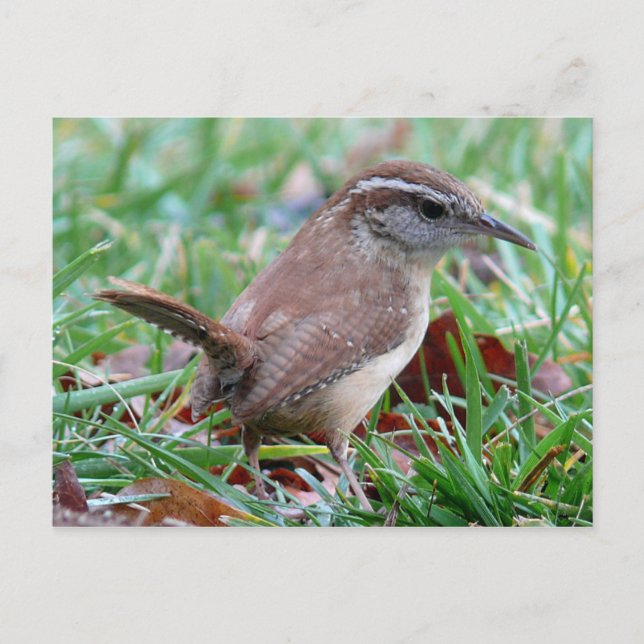 Carte Postale Photographies : oiseaux - (Devant)