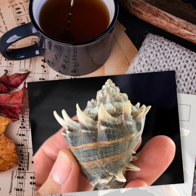 Carte postale photographique de coquillage conque  (Créateur téléchargé)