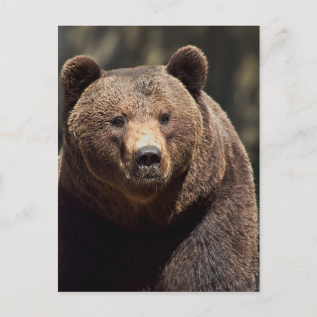 CARTE POSTALE PHOTOGRAPHIQUE DE L'OURS GRIZZLY (Devant)