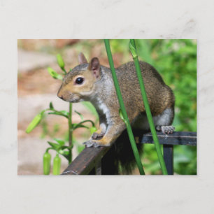 Carte postale photographique d'écureuil gris
