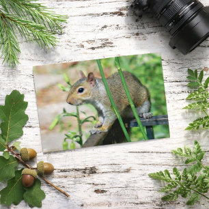 Carte postale photographique d'écureuil gris