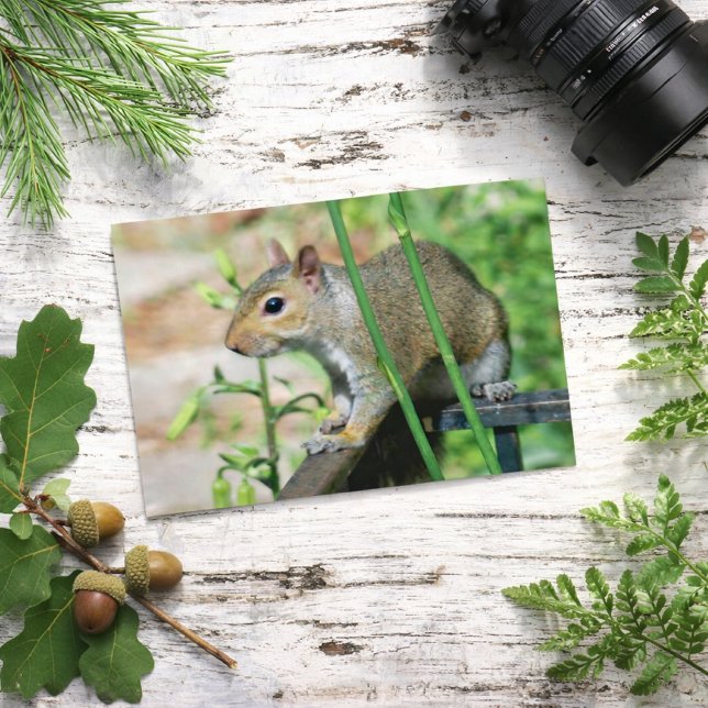 Carte postale photographique d'écureuil gris (Créateur téléchargé)