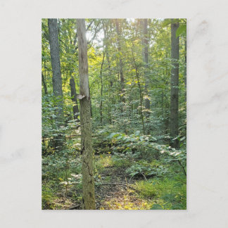Carte postale photographique du sentier de Summer 