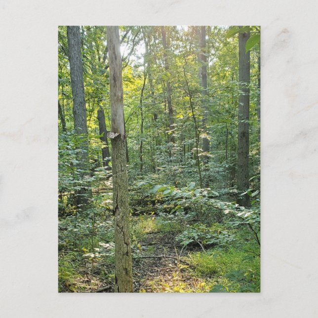 Carte postale photographique du sentier de Summer  (Devant)