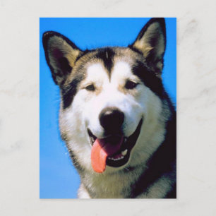 Carte postale photographique en couleur d'un chien