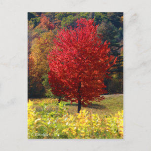Carte Postale Photos d'automne