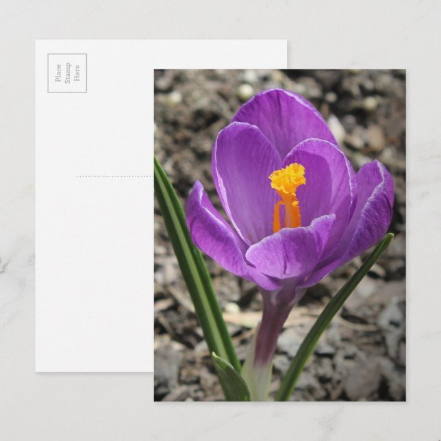 Carte Postale Photos de fleurs de Crocus jaune et violet au prin (Devant / Derrière)