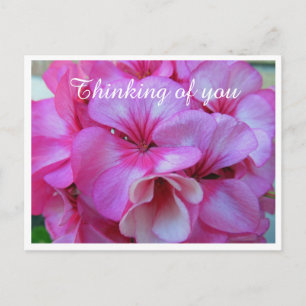 Carte Postale Photos de Geranium Pretty Pink