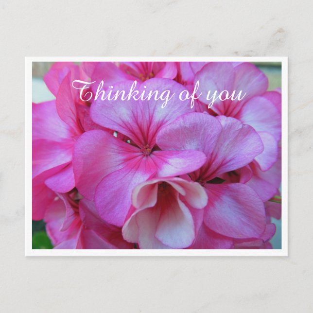 Carte Postale Photos de Geranium Pretty Pink (Devant)