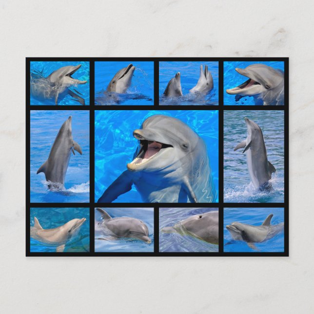 Carte Postale Photos de mosaïque de dauphins (Devant)