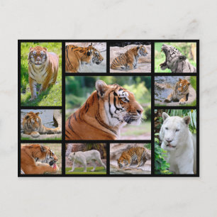 Carte Postale Photos de mosaïque de lions