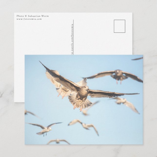 Carte Postale Photos de Seaguls Nature (Devant / Derrière)