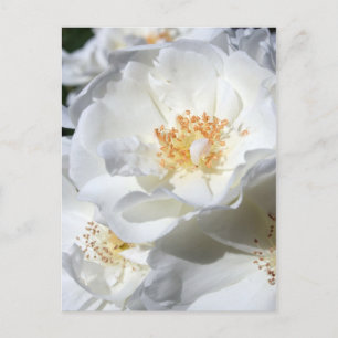 Carte postale Photos florales de roses blanches et