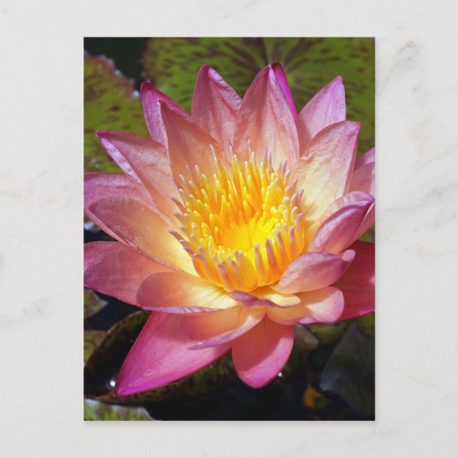 Carte Postale Photos Pink Water Lily (Devant)