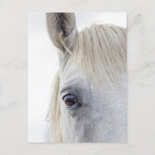 Carte Postale Photos rapprochées du visage du cheval blanc