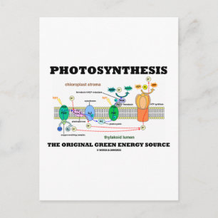 Carte Postale Photosynthèse La Source D'Énergie Verte Originale