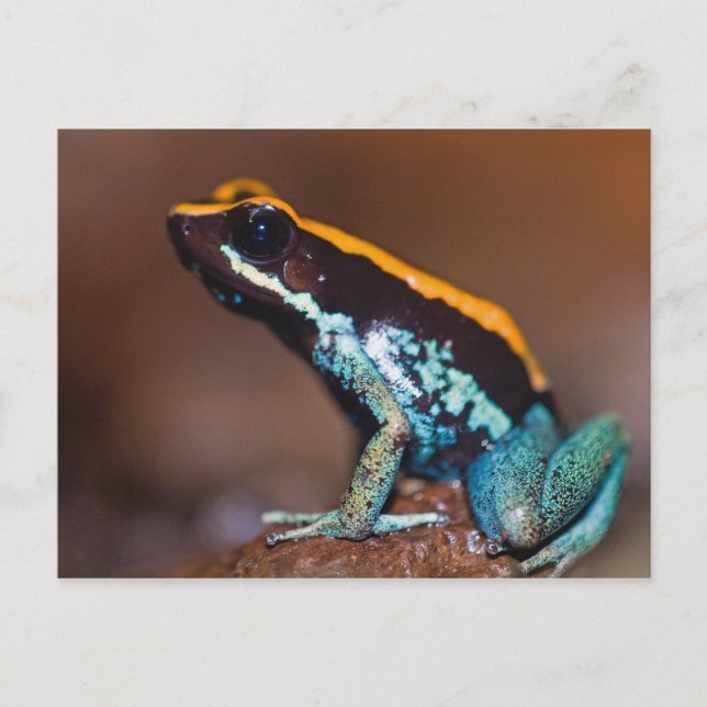 Carte Postale Phyllobates vittatus, une grenouille à flèches poi (Devant)