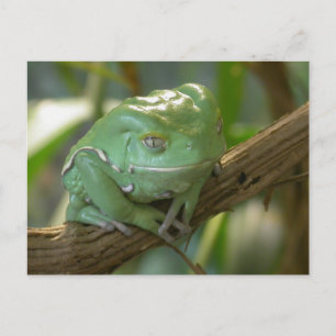 Carte Postale Phyllomedusa sauvagii