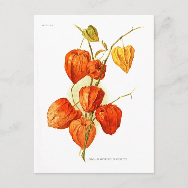 Carte Postale Physalis alkekengi franchetti (Devant)