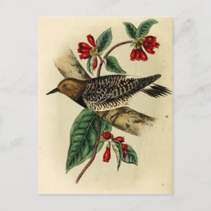 Carte Postale Pic à poitrine noire