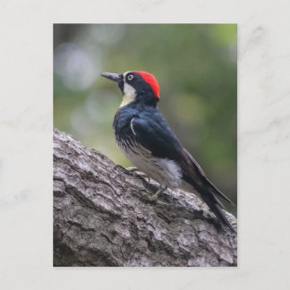 Carte postale Pic à tête rouge | Art des oiseaux d