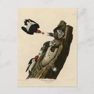 Carte Postale Pic à tête rouge - Audubon's Birds of America