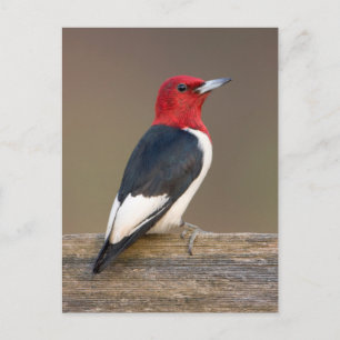 Carte Postale Pic à tête rouge sur une clôture