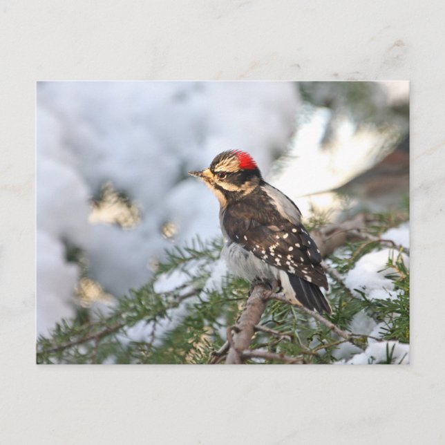 Carte Postale Pic Downy (Devant)