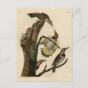 Carte Postale Pic flamboyant d'après Les Oiseaux d'Amérique de A