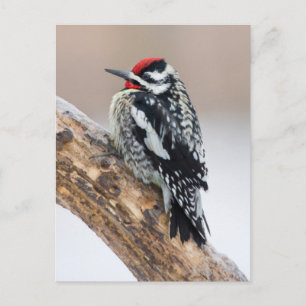 Carte Postale Pic maculé mâle