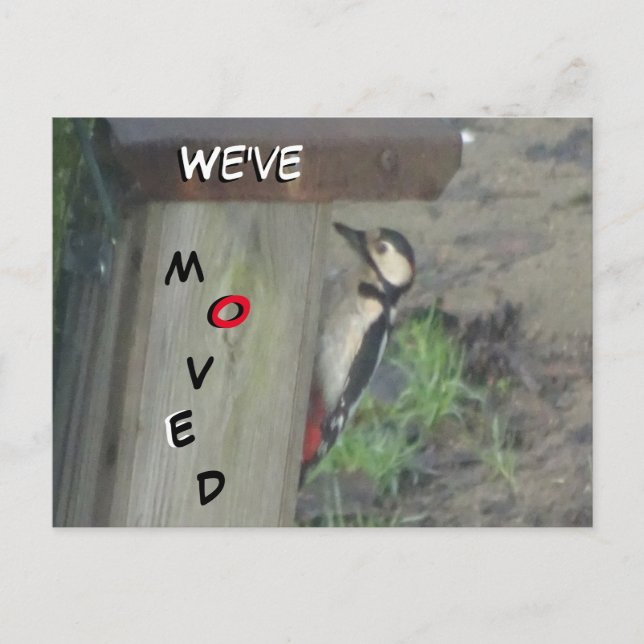 Carte Postale Pic mignon sur boîte de nid Nous avons Déplacé car (Devant)