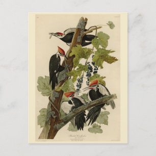 Carte Postale Pic pilé d'Audubon Birds of America