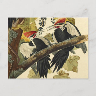 Carte Postale Pic pileaté, John James Audubon Beaux-Arts