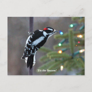 Carte Postale Pic poilu à Noël