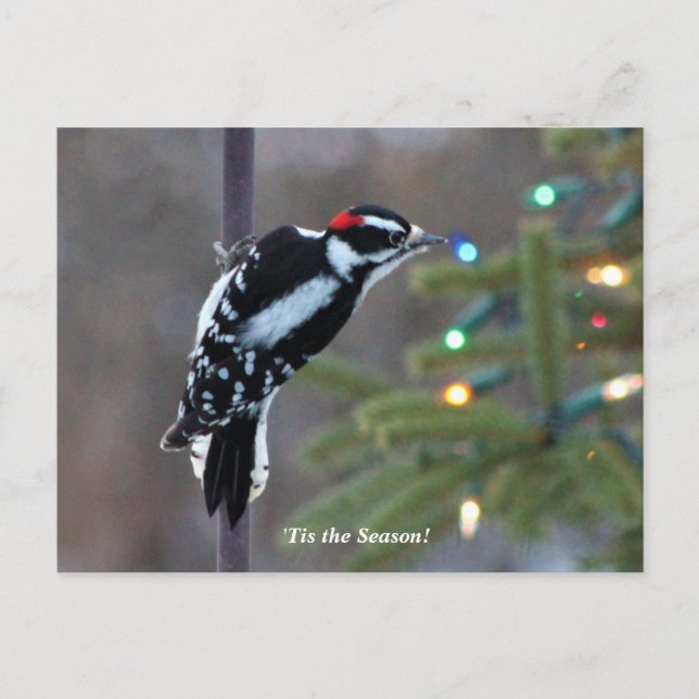 Carte Postale Pic poilu à Noël (Devant)