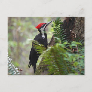 Carte Postale Pic sur arbre