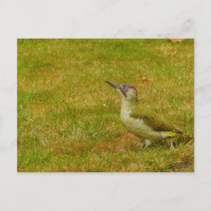 Carte postale Pic vert