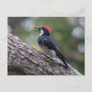 Carte postale Pic vert gland | Art des oiseaux de