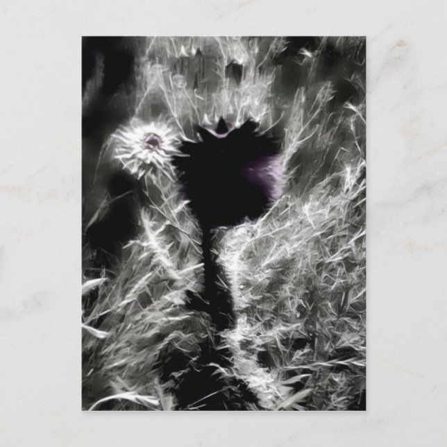 Carte Postale Pick (Devant)