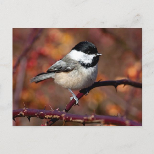 Carte Postale Pickadee (Devant)