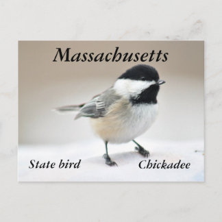 Carte Postale Pickadee