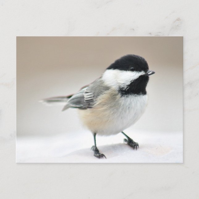 Carte Postale Pickadee (Devant)
